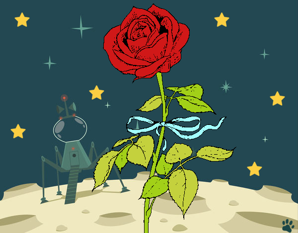 Una rosa