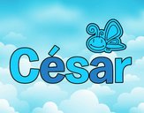 César