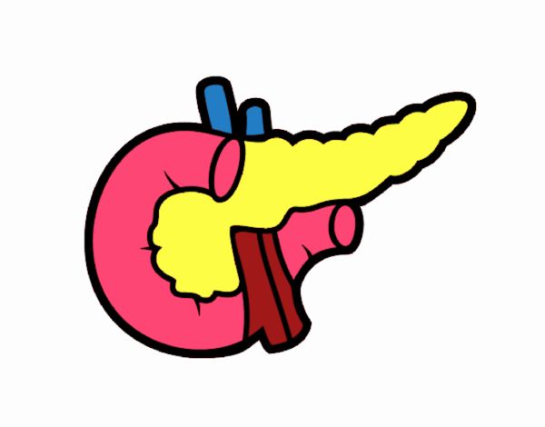 pancreas