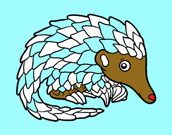 Pangolin