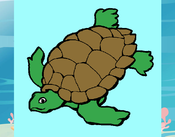 Tortuga