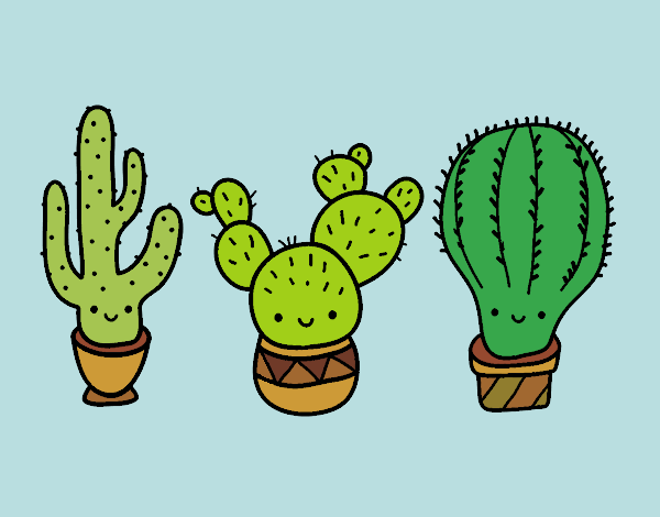 3 mini cactus