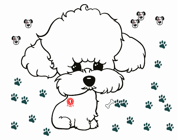 Cachorro de poodle