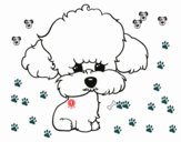 Cachorro de poodle