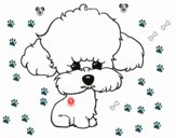 Cachorro de poodle