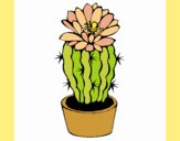 Cactus con flor