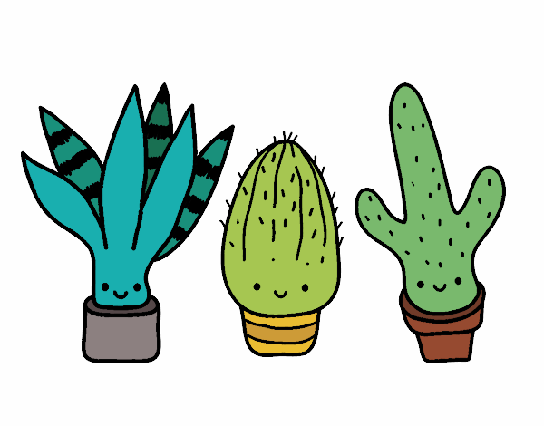 Cactus Rancios