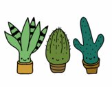 Mini cactus