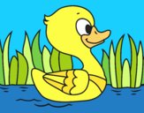 Patito de río