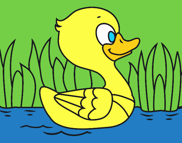 Patito de río