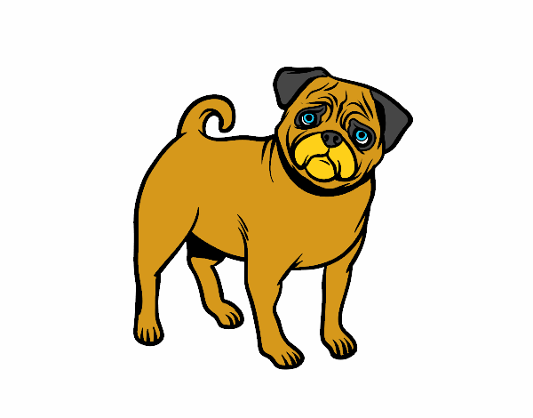 pug