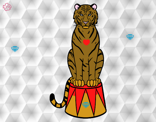 Tigre de circo