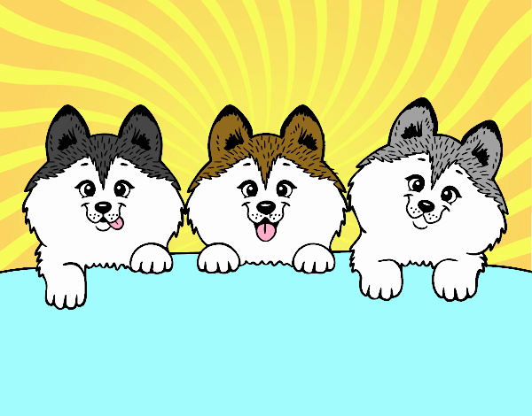 3 perritos