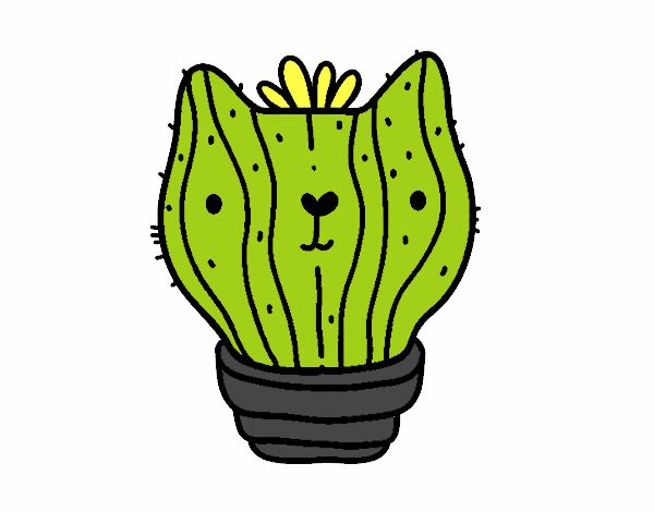 Cactus gato