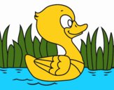 Patito de río