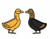 Pato hembra y pato macho