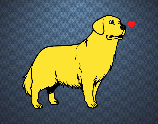 Perro Golden retriever