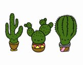 3 mini cactus