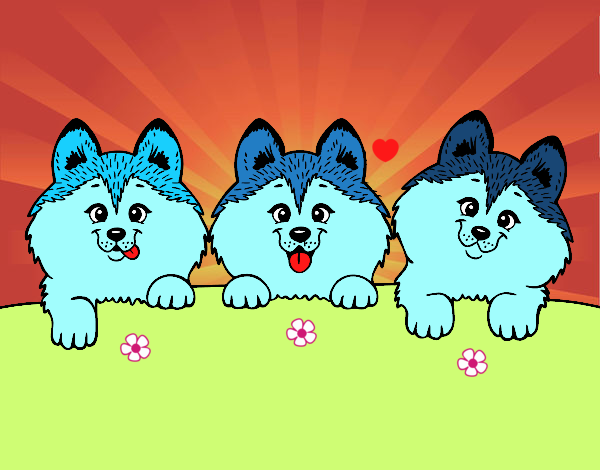 3 perritos