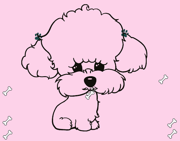 Cachorro de poodle