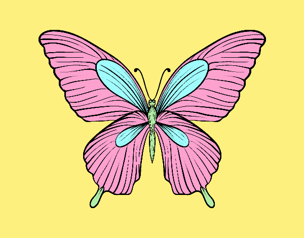 Mariposa tropical