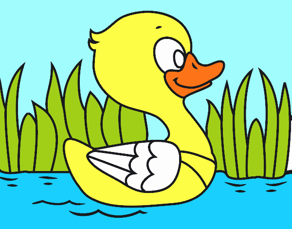 Patito de río