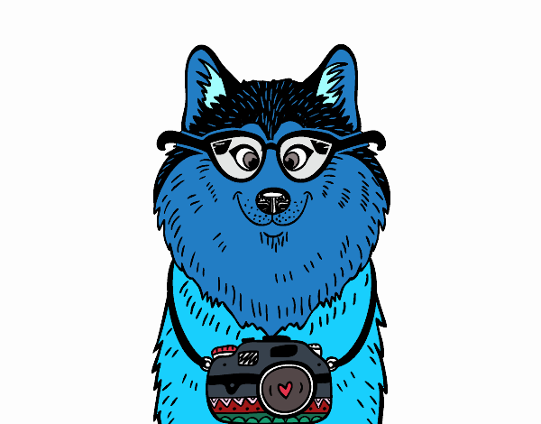 Perro fotógrafo