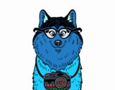 Perro fotógrafo