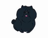 Chow Chow