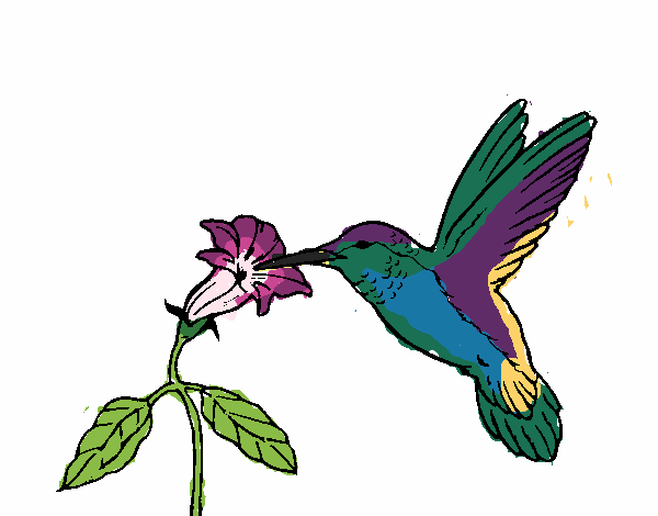 Colibrí y una flor