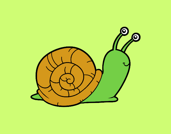 caracol amigable 