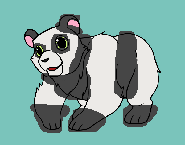 Oso panda