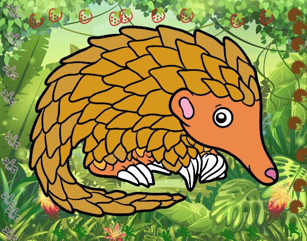 Pangolin