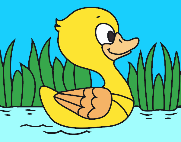 Patito de río