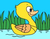 Patito de río