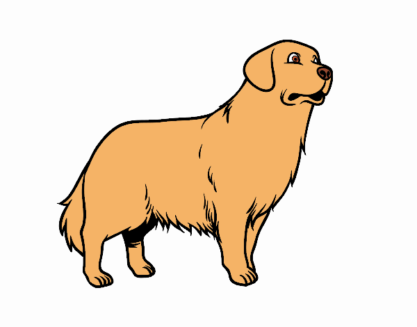 Perro Golden retriever