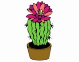 Cactus con flor