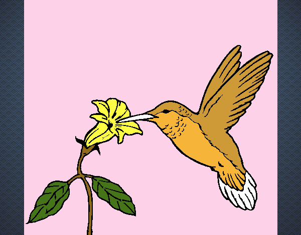 Colibrí y una flor