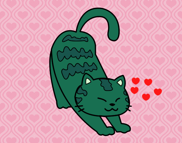 Gato verde amor