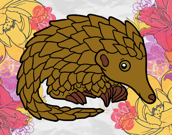 Pangolin