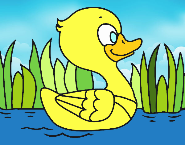 Patito de río