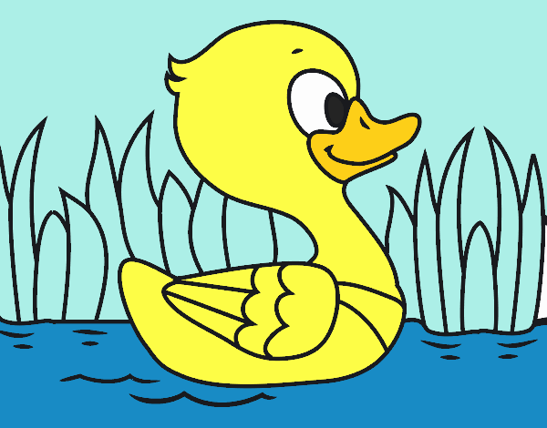 Patito de río