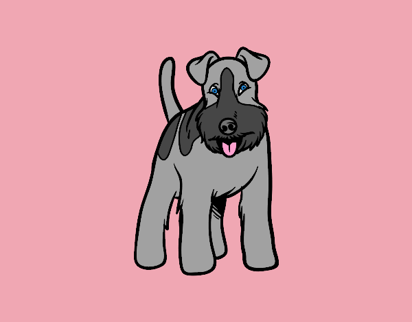 Schnauzer