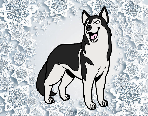 Perro Husky siberiano