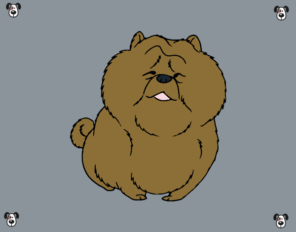 Chow Chow