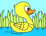 Patito de río