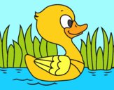 Patito de río