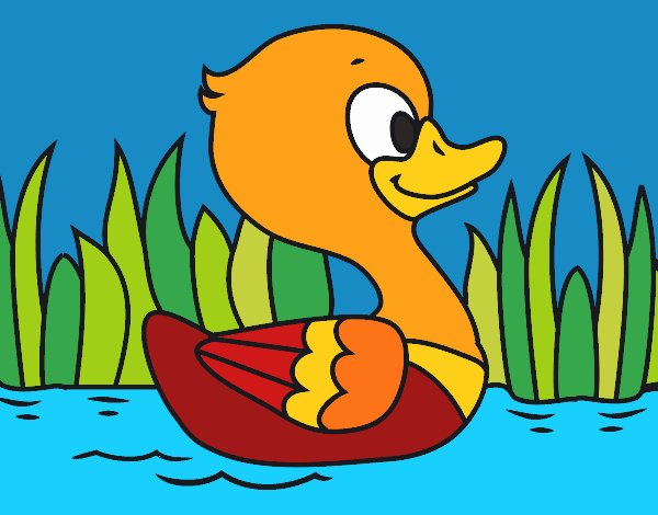 Patito de río