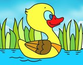 Patito de río