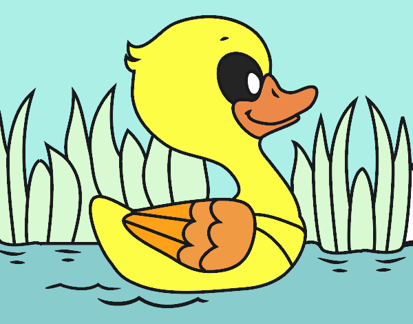 Patito de río